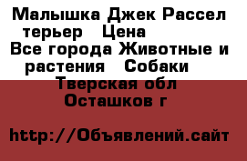 Малышка Джек Рассел терьер › Цена ­ 40 000 - Все города Животные и растения » Собаки   . Тверская обл.,Осташков г.